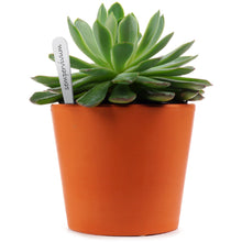 Load image into Gallery viewer, 3-inch (7.6 cm) PERMA•STAKE™ Garden Markers (Package of 20)